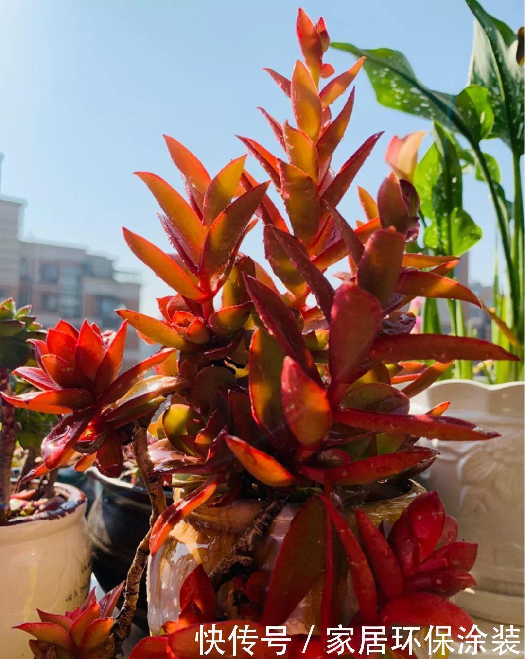 招财进宝|家里养盆它，财源滚滚来，让你新年越来越有钱！