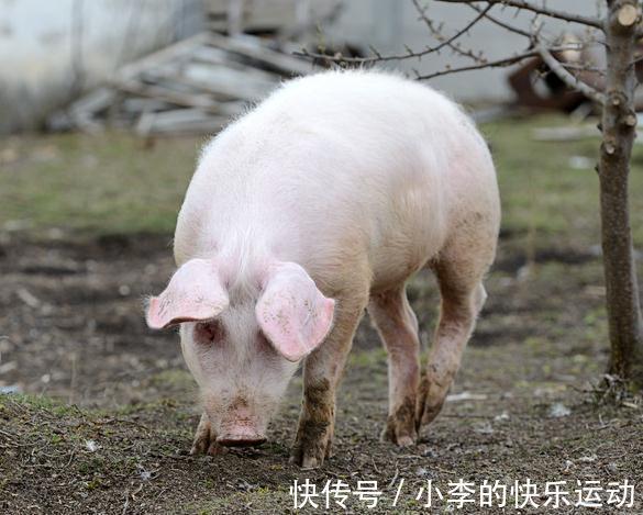 猪感冒|如何鉴别猪流感与猪感冒,他们的区别在哪里,养殖户们分得清吗