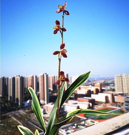  花型|新手养兰花，这款很合适，花型正格，叶艺很完美，花开时满室皆香