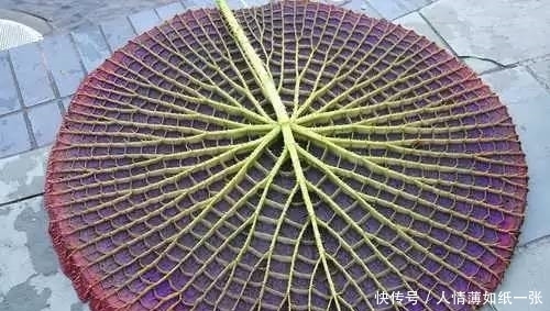 神“造”般的植物奇景,仿佛画作精品,小编已深深着迷!