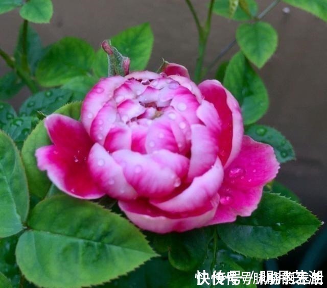 植株|这花开得太漂亮了，简直就是神仙颜值，难怪大家称它为“妖花”！