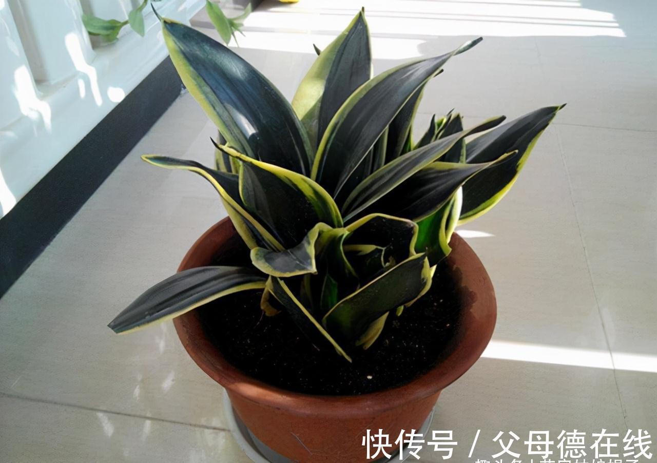 虎皮兰繁殖成活率高,而且好养活,按这3个方面来做,养出好状态