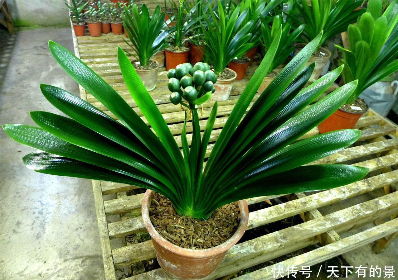 “花多多”肥料几十种,眼花缭乱看不懂?4种就够,多了没用!