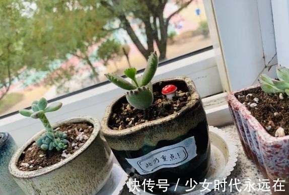 花友们|养多肉熊童子,不碰就掉叶子,你知道为什么,该怎么抢救吗?