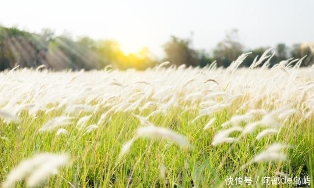 见到|提个醒:见到此野草,一定要拔回家,作用非常大,男女不可错过