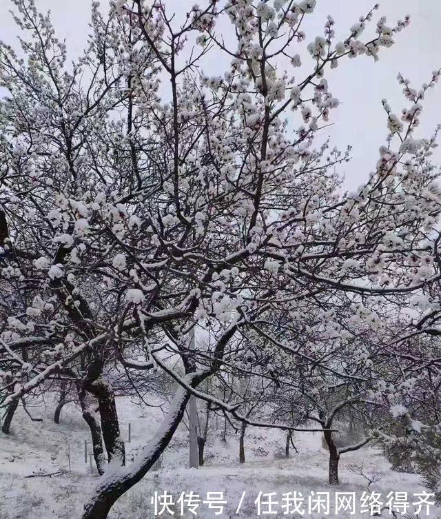 四月飞雪恋桃花