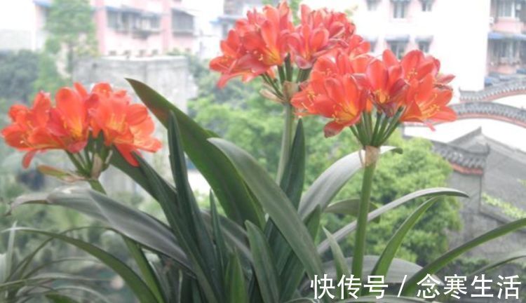 大花球|养君子兰“不要等”,盆里加“1物”,快速出箭开出“大花球”