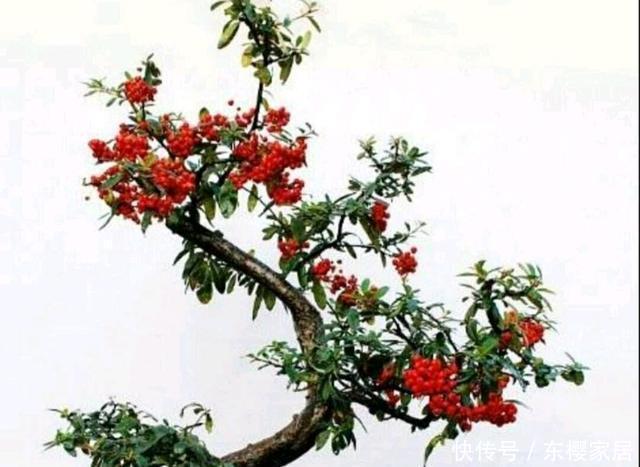 根系|火棘盆景如何采桩?怎样养护才能让它更美