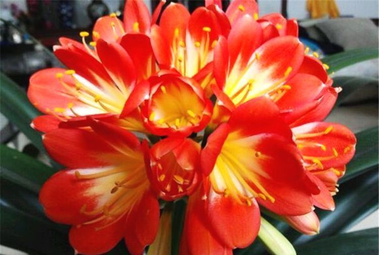 天气一天天转暖,几种花卉养护要注意,不能浇太多水,会出问题