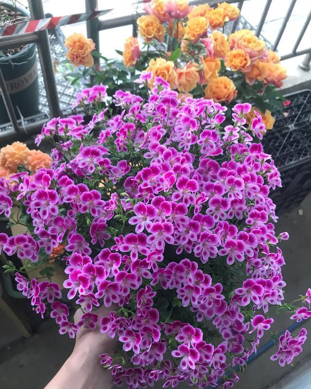 天竺葵|天竺葵是“夏必死”?教你这么做,夏天一样开,全年花不断