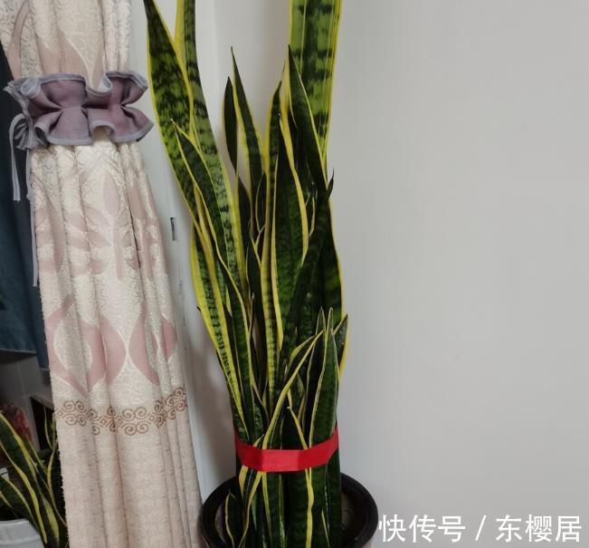 7种健康花，建议至少养一盆，格调高净化能力强，很实用