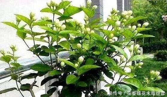 植物要开花,肥料来当家,教你几招,学会就能养好花,花开爆盆