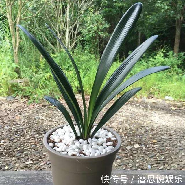 花友|给君子兰换盆，谨记“1个要、2个不要”，叶厚根壮，快速服盆！