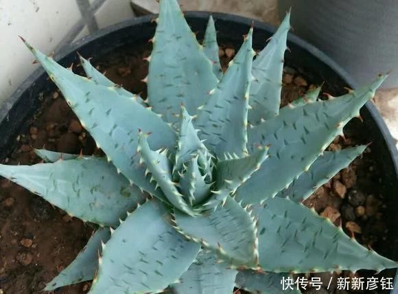 这16种花冬天越浇越死,3个月不管,反而长高个