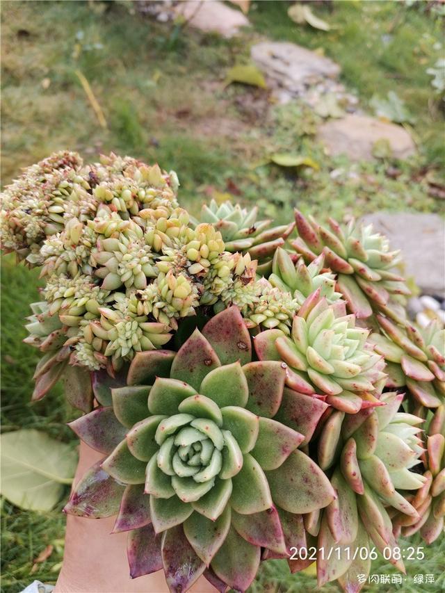 山东寿光|拈花一笑为红颜，无奈雨霾非吾恋