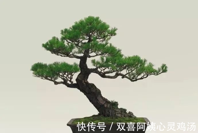 马尾松|徜徉盆景40余年的“盆景迷”