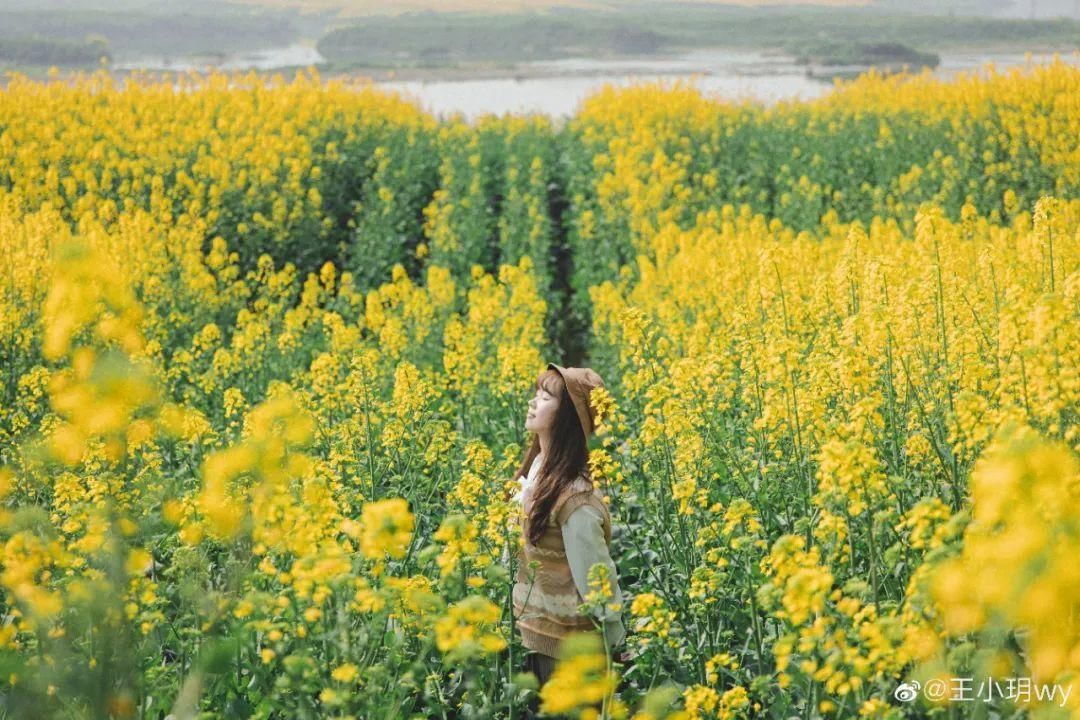 老年|成都油菜花“千岛湖”，在这里……