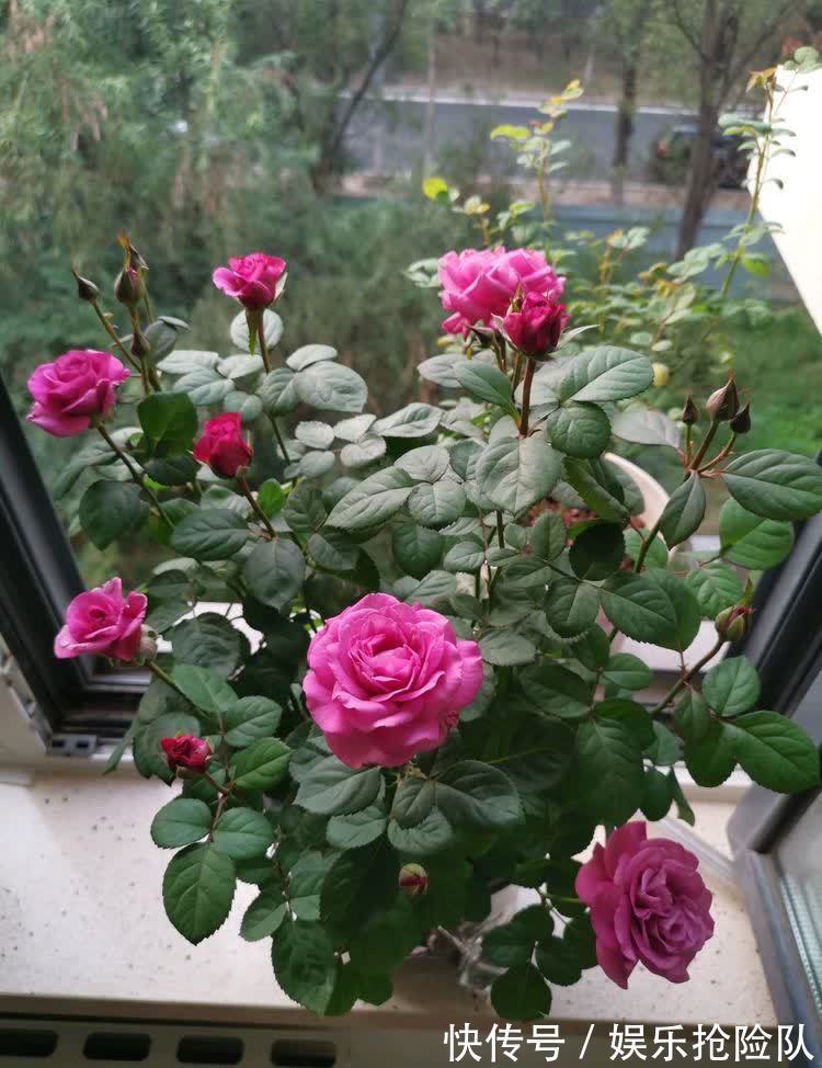 月季|养月季首选海神王阳台，9月把握住4点，花开一茬挨着一茬