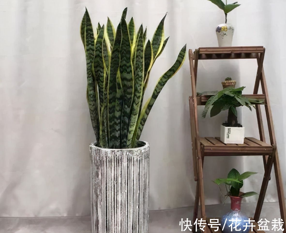 4种花不用买，摘片叶子就能扦插繁殖，适合新手