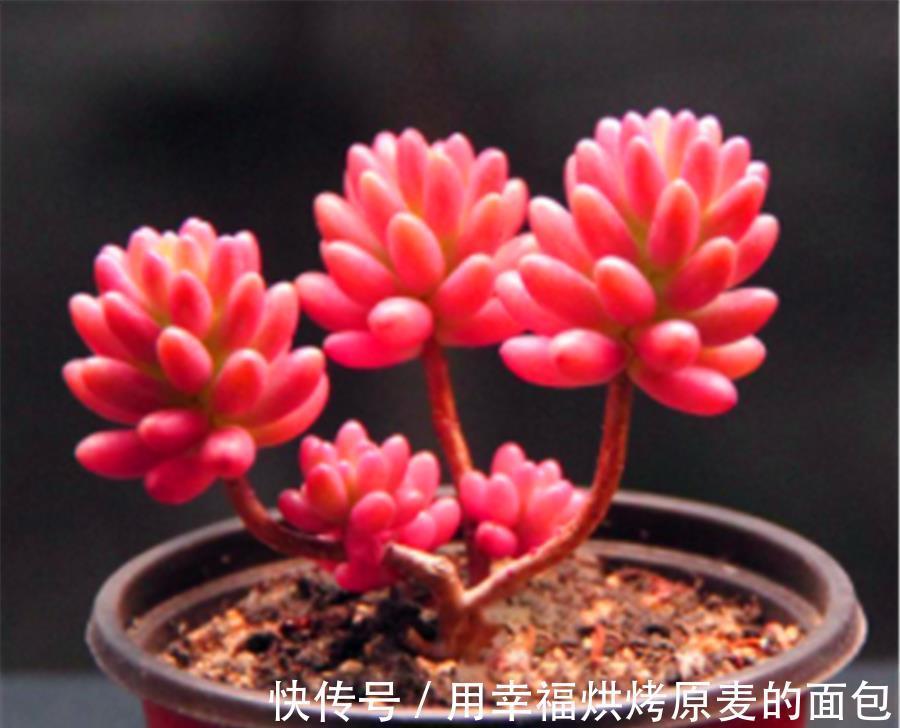 阿勇|彩色果冻多肉中的“3朵姐妹花”，晶莹剔透颜色亮，出状态太美了
