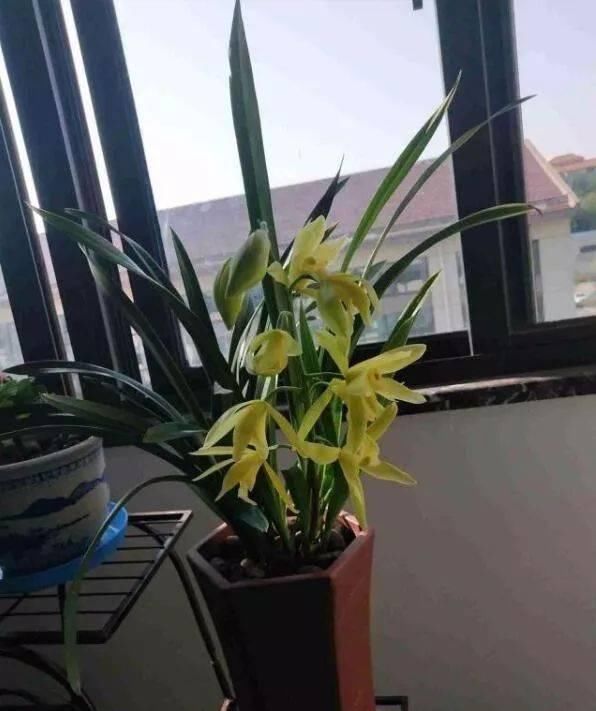 花卉|这种花,比茶花漂亮,比茉莉还香,年头开到年尾,比君子兰强多了