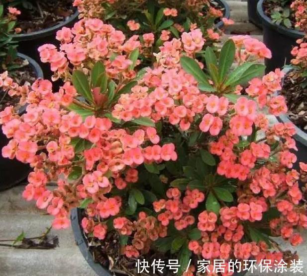 肥厚|秋天降温后,养6种花要管住手,少浇水才能出状态,水多爱烂根