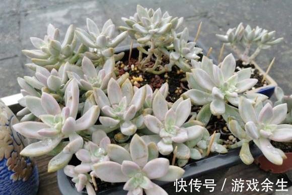 多肉淡雪，多肉中的“战斗机”，长得飞快，1年长成老桩