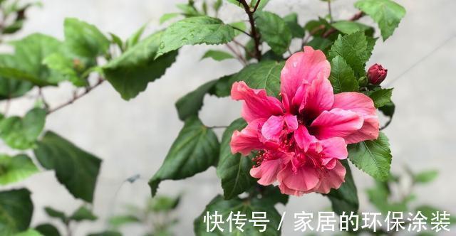 淋雨|下雨天,勤快些,把这些花搬到室外去,多淋雨,生长旺盛,开花多