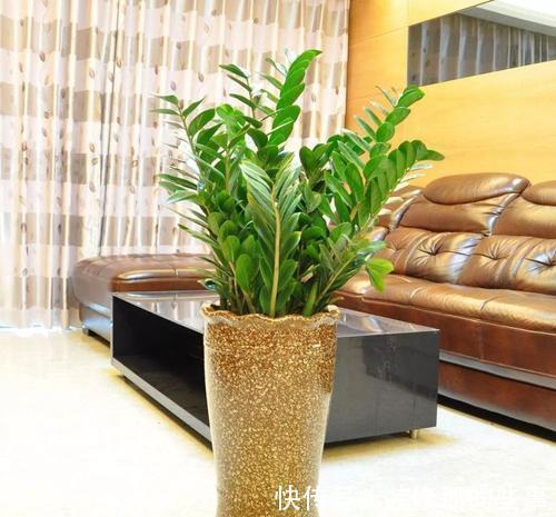 吉祥|适合家里养的“健康花”,干净健康,还吉祥,格调高雅有品味