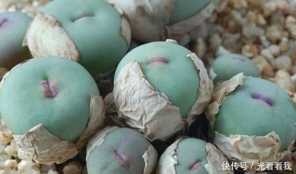 多肉界的性感之星——小红嘴,口吐小花萌到爆