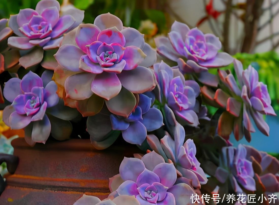 多肉植物|你知道养多肉出状态的方法吗？要保证它健康，先养活，再养状态