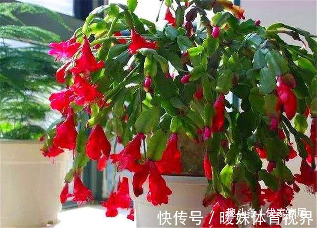 蟹爪兰叶子少不开花怎么办？3个“技巧”，蹭蹭长，开花开爆盆