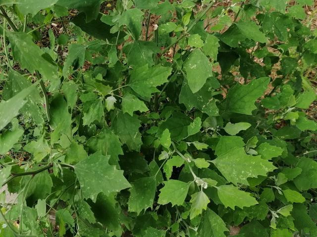 免费|人没老,腿先老!路边的“天然钙库”,补钙比鸡蛋强太多,还免费