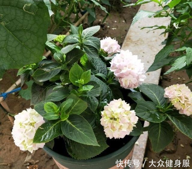 绣球花要开了,3个小技巧,让它多开10倍花、个个大花球!