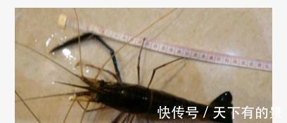 大虾入侵珠江,有人钓起一只发现满腹虾卵,这是要开始繁殖?