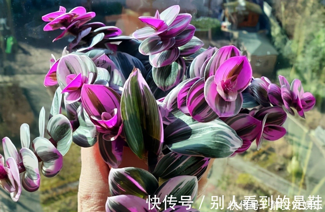 自带浪漫气质的油画婚礼吊兰,叶片似花一样好看,和吊兰一样好养