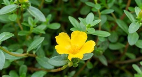 枳椇|想养好肝脏，饭后“一不要”，睡前“二不要”，这些越要越好