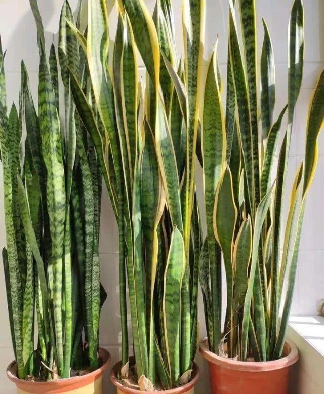 土壤|在家老养“死亡花”这些养花秘诀,真后悔没早点告诉你