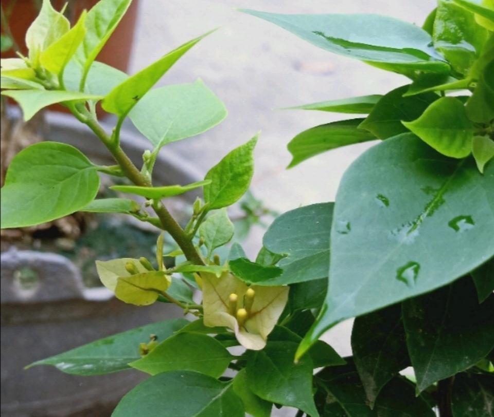 人家养三角梅,只见花不见叶,为何我养得枝繁叶茂却就是不开花