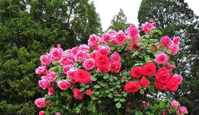 秋冬土里掺点它,君子兰,蟹爪兰,疯狂开花,叶子绿出油