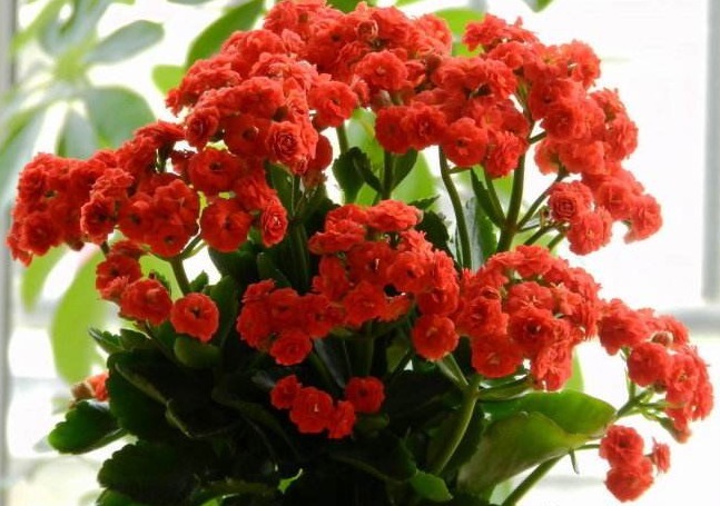 养长寿花,“这1招”做好了,比施肥还管用,花开一茬茬,长爆盆