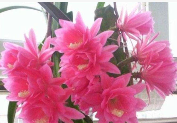昙花|最有仙气的3种花，迷人的花朵，开满整个花盆，快养起来吧！