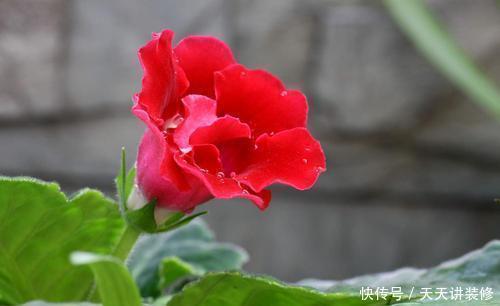 这几种花超耐阴,夏天放在阴凉地,遮阴养出满盆花