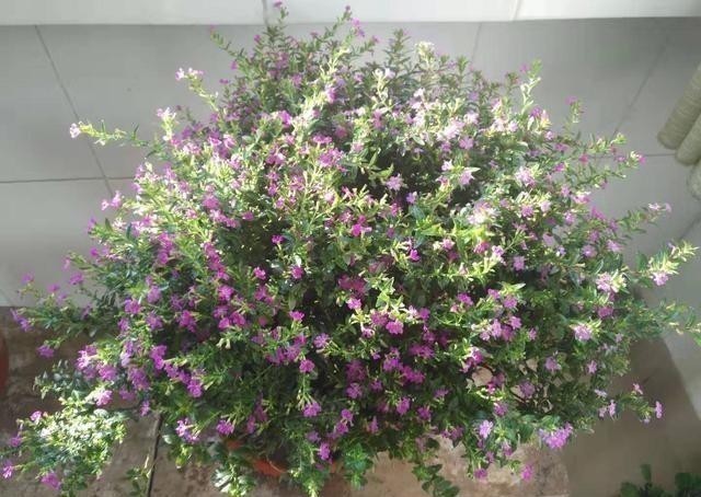 萼距花|一款很耐热的盆栽花,适合夏天种,终年常绿,四季开花,值得入手