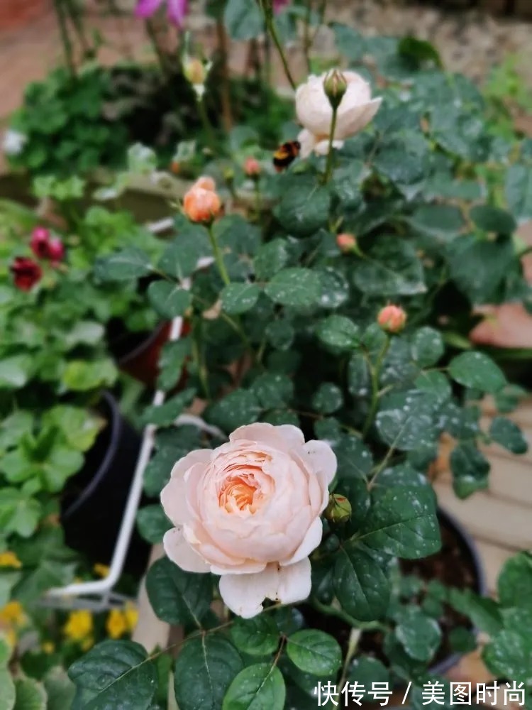 薇月|四年前,接手了朋友带120㎡院子的房子,打造成花园后朋友羡慕了