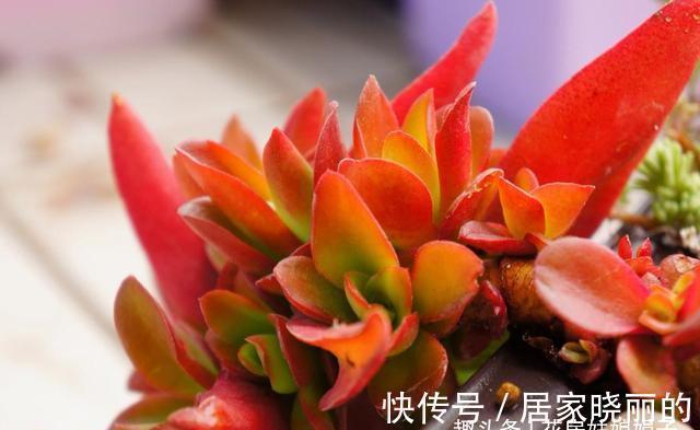 5种多肉,多晒晒就“脸红”,颜值高爱爆盆,是多肉佳品