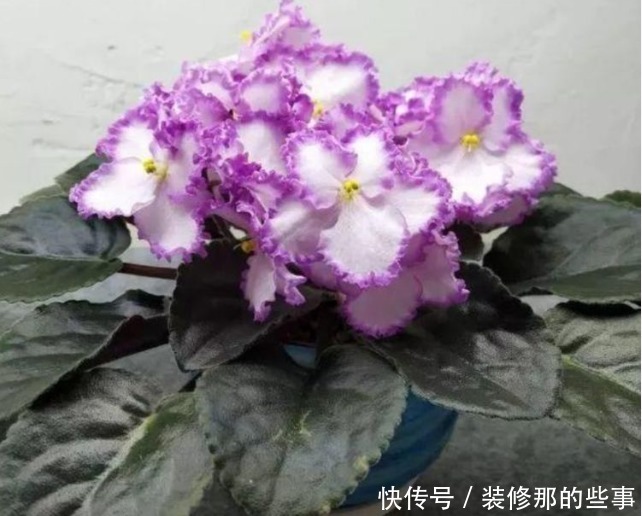 最有仙气的4种花，迷人的花朵，开满整个花盆，繁花似锦