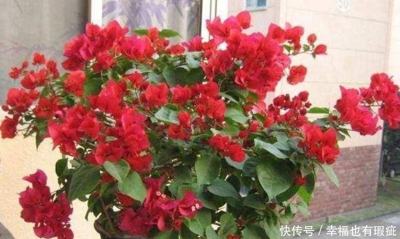 花期最长的“4种花”,一开就是300多天,花期长,花惊艳!