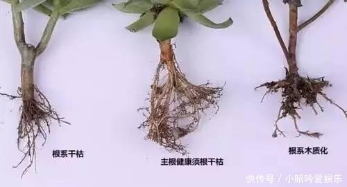 养才|刚买的多肉植物怎么养才不会死, 老花友给新手的8个建议