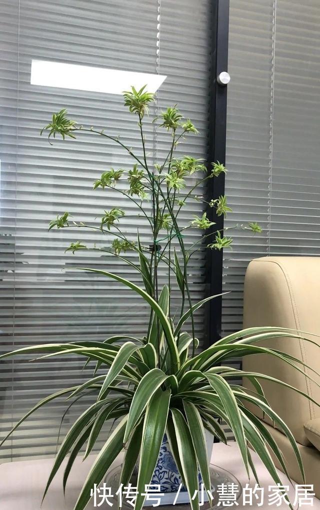 虎皮兰|这5种花不过时,深受阳台党的喜爱,首次养花可参考